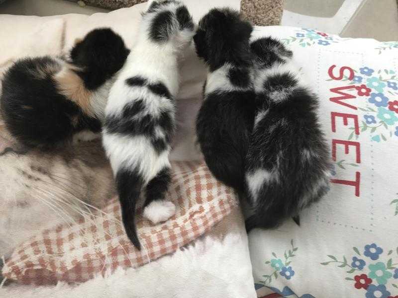 4 kittens for sale