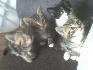 4 kittens for sale