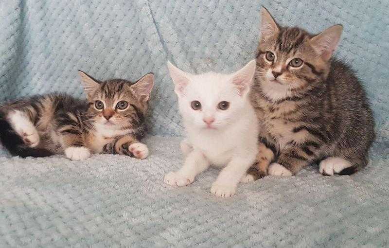4 Lovely Healthy Playful Kittens Ready Now