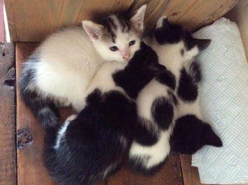 4 lovely kitten