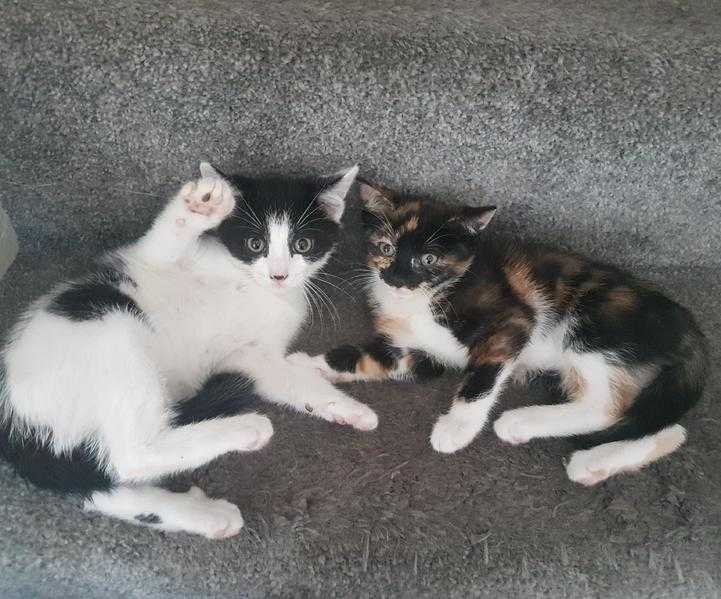 4 lovely kittens ready now