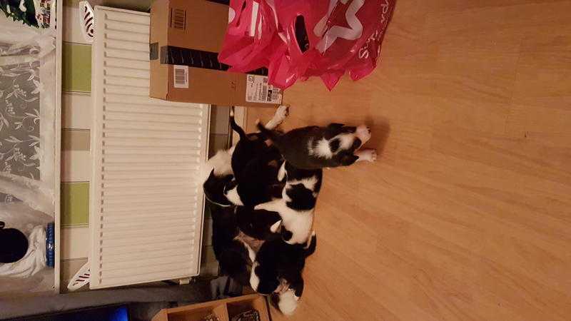 4 Males amp 1 Female Border Collies for Sale