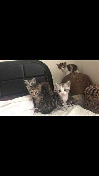 4 mix bengal kittens for rehoming