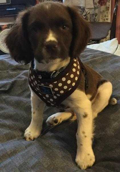 4 month old English springer spaniel male (buster)