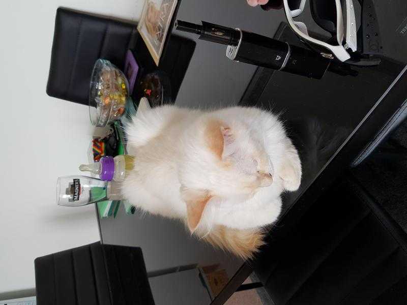 4 month old red point ragdoll beautiful boy