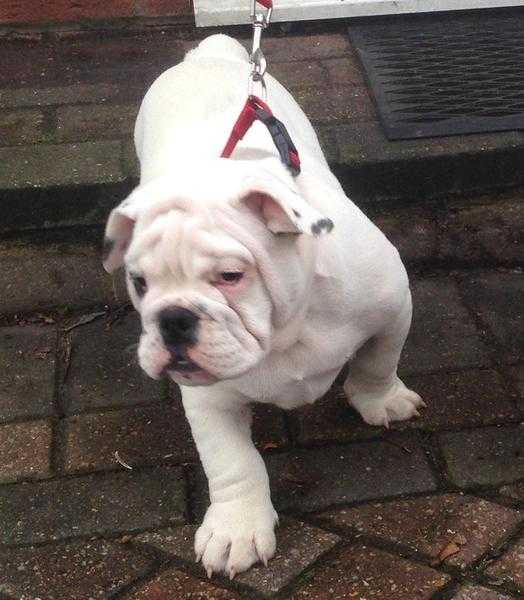 4 months old British Bulldog Boy for sale.