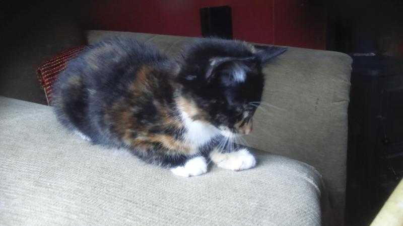 4 playful black and white kittens.