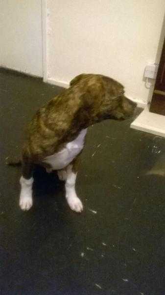 4mnth old staffy x puppy for sale urgent