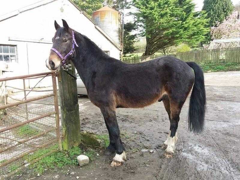 4yr old Section D gelding