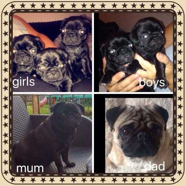 5 beautiful black pugs