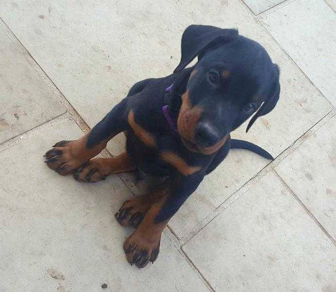 5 Beautiful European Dobermann puppies ready to leave