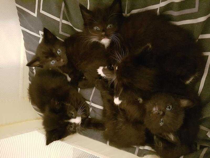 5 beautiful fluffy kittens