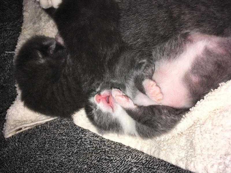 5 Beautiful Grey kittens