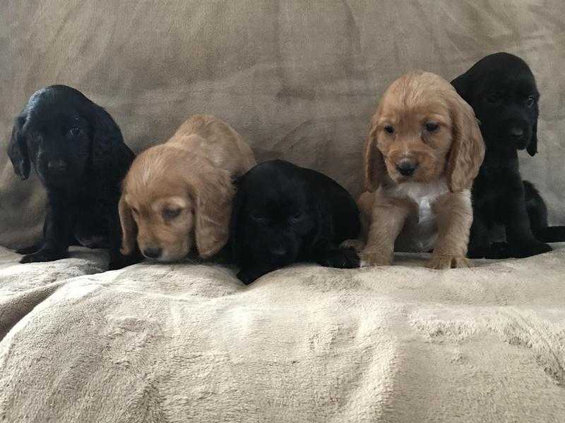 5 beautiful Working cocker spaniel puppies