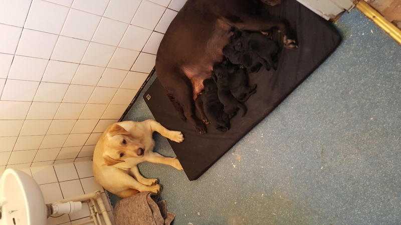 5 black Labrador bitch pups for sale