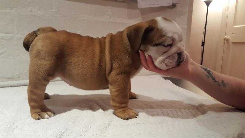 5 Cheeky Tinkerdollo Red and White Male and Female Brindle Wrinkle English Bulldog Puppies