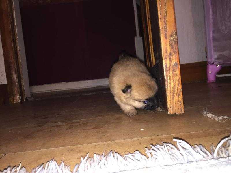 5 cute and fluffy pom puppies for sale 695