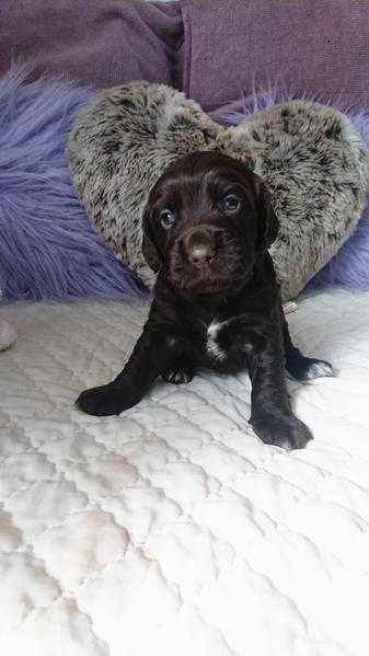 5 English cocker spaniel puppies for sale