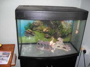 5 ft Tank with stand