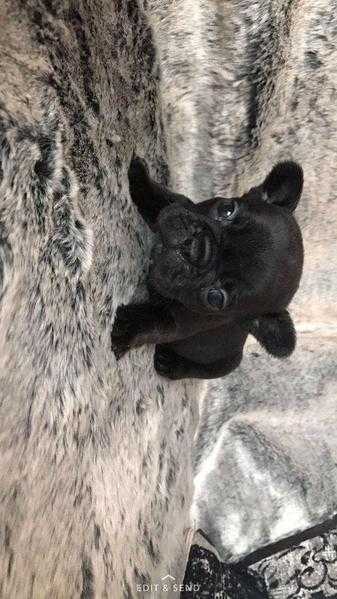 5 gorgeous French Bulldog puppies for SALE