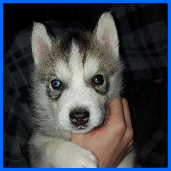 5 Husky Puppies for sale