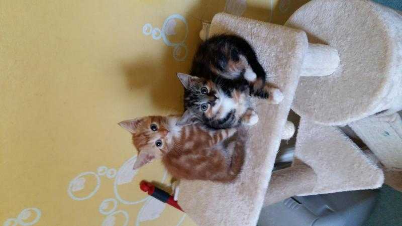 5 kittens looking for a forever home