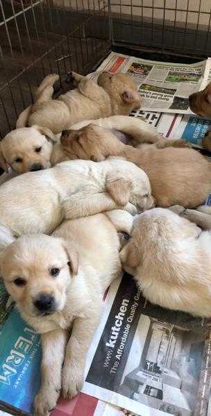 5 Labrador x golden retriever puppies