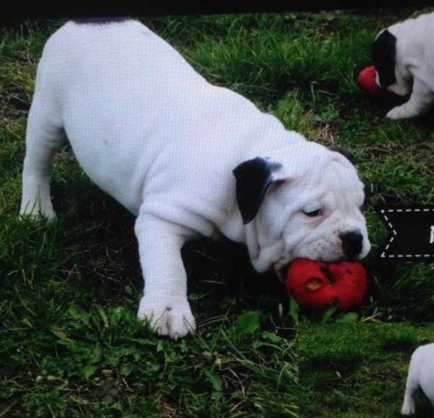 5 Months old British Bulldog Boy