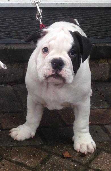 5 Months old British Bulldog Boy