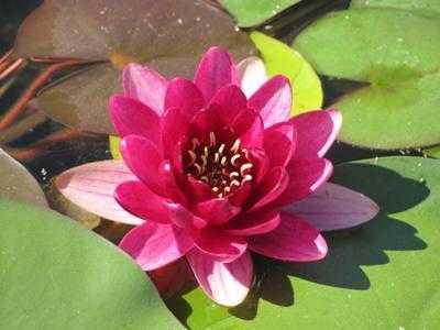 5 off Water Lilies
