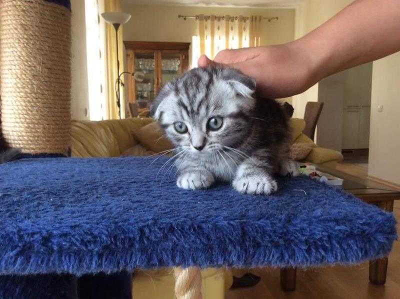 5 Scottish Fold kittens for sale