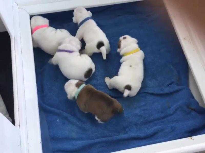 5 stunning KC bulldog puppies