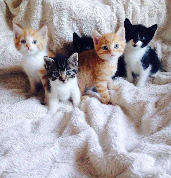 5 stunning kittens for sale