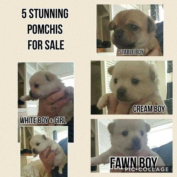 5 Stunning Pomeranian x Chihuahua ( Pomchis) puppies for sale
