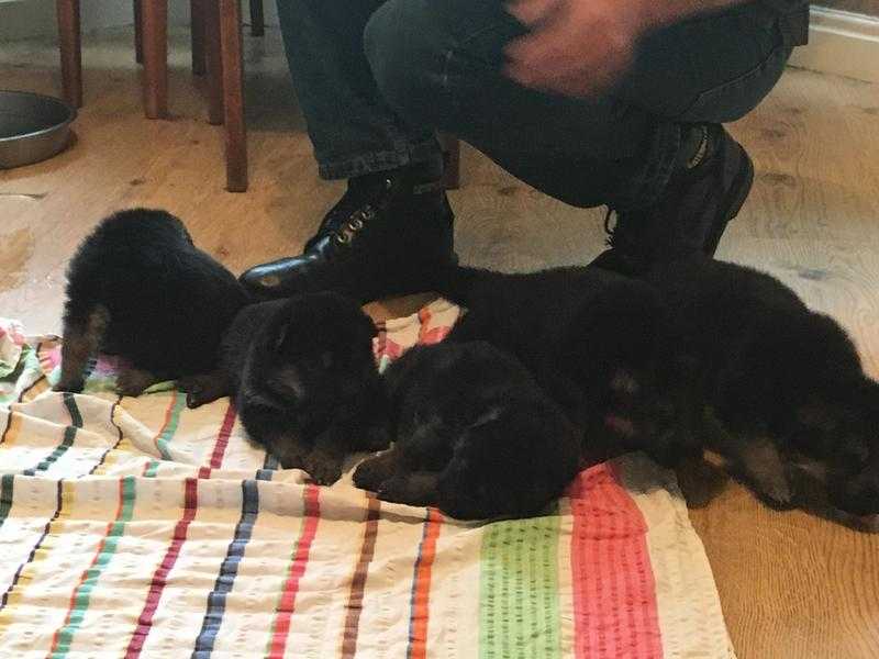 5 very alert german sheperd puppies sue to leave 15th november