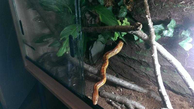 5 year old Corn Snake (female) with vivarium and accessories