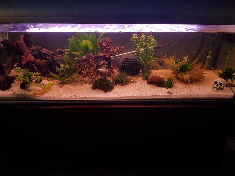 5ft Tank  Shutdown - Tank, Stand, Decor, Fish and Much More