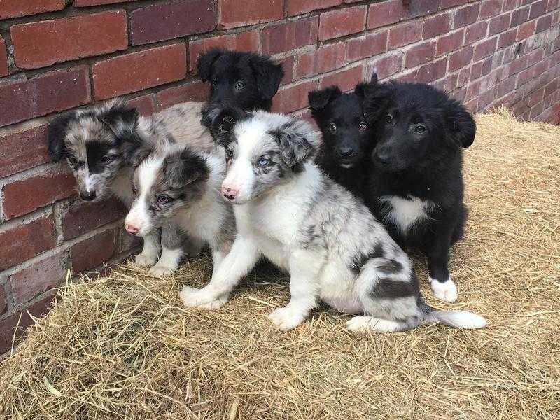6 beautiful border collie pups for sale