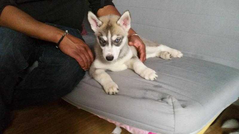 6 Beautiful Siberian Husky for sale