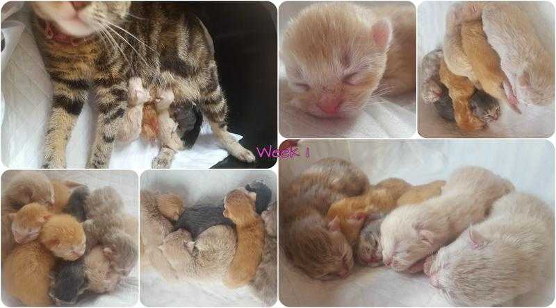 6 Cute amp Colourful Kittens - Ready by Early October