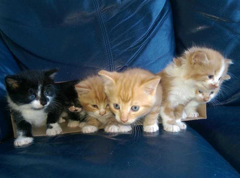 6 fluffy kittens