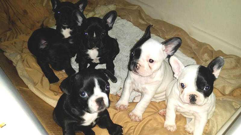 6 French Bulldog puppies for sale