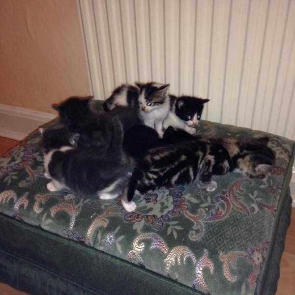 6 gorgeous kittens for sale