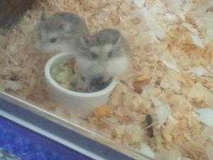 6 month old gerbil brothers with cage and accessories