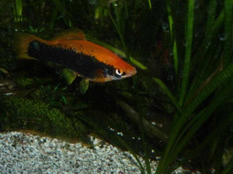 6 Swordtail fish (peaceful community fish)