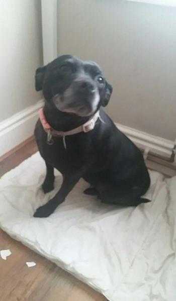 6 year old black staffy for sale