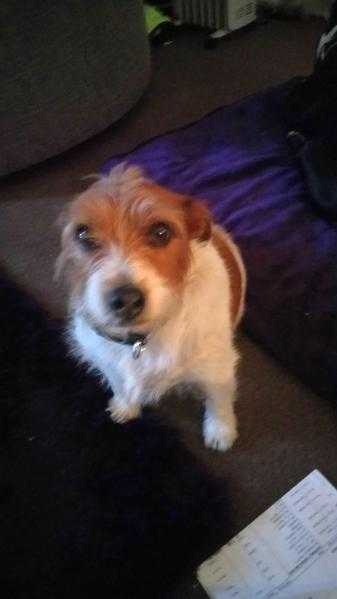 6 Yr old male Jack Russell Terrier