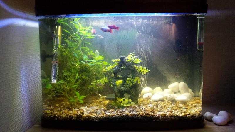 64 Litre Fish Tank from Pets At Home