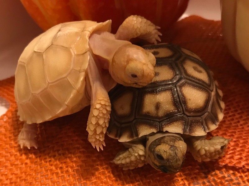 male and female sulcata tortoise for sale