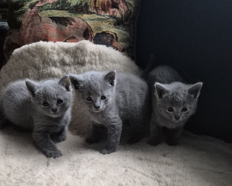 Russian blue kittens for adoption